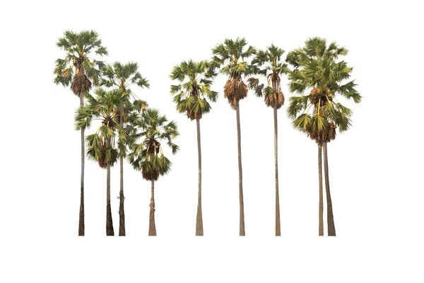 Группа Сахарной Пальмы Изолированном Вечнозеленые Листья Растения Вырезать Белом Фоне — стоковое фото
