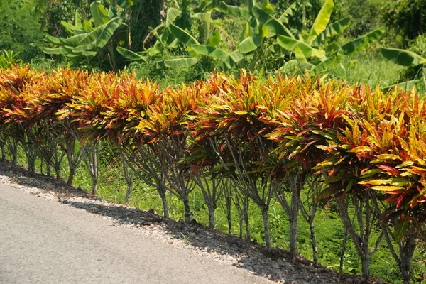 Rij Van Veelkleurige Tuin Croton Plant Codiaeum Variegatum Tussen Groene — Stockfoto