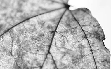 Akçaağaç sonbahar yaprak beyaz tek renkli Close-Up