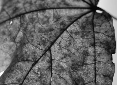 Akçaağaç sonbahar yaprak beyaz tek renkli Close-Up