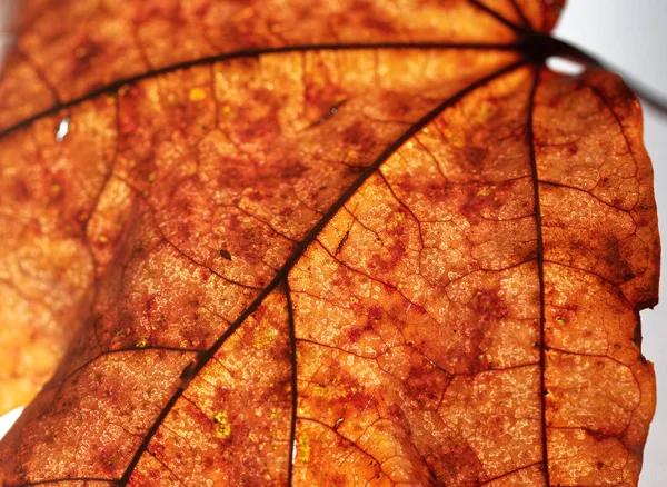 Zbliżenie: klon jesień liść na białym tle — Zdjęcie stockowe