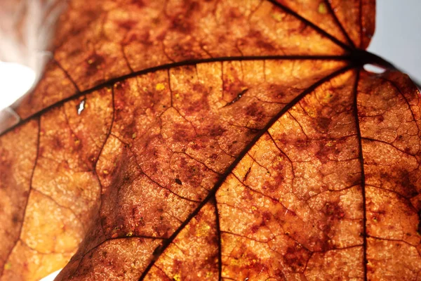 Крупный план кленового осеннего листа на белом — стоковое фото