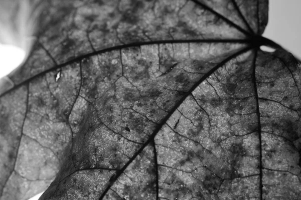 Zbliżenie: klon jesień liść na białym tle w trybie monochromatycznym — Zdjęcie stockowe