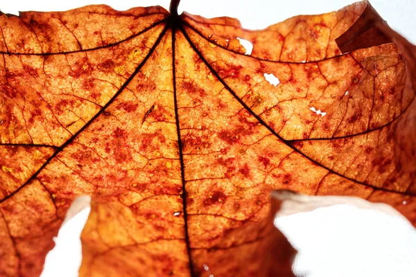 Крупный план кленового осеннего листа на белом — стоковое фото