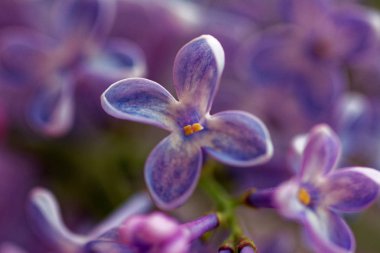 Lila çiçek. Lila closeup güzel bir demet. Eflatun çiçekli.