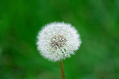 Karahindiba. Karahindiba kabartmak. Karahindiba sakin soyut portre sanat arka plan.