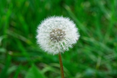 Karahindiba. Karahindiba kabartmak. Karahindiba sakin soyut portre sanat arka plan.