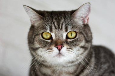 Güzel ışık gri kedi