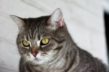 Güzel ışık gri kedi