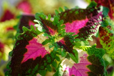 Menekşe üç renkli yaprakları Coleus yakın çekim