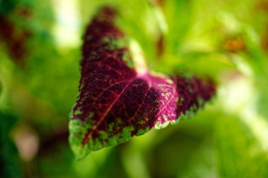 Menekşe üç renkli yaprakları Coleus yakın çekim