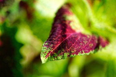 Menekşe üç renkli yaprakları Coleus yakın çekim