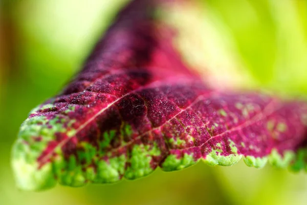 Primer plano de Coleus violeta hojas tricolor — Foto de Stock