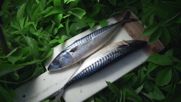 Pesce scomber crudo si trova sulla tavola nei verdi al di fuori — Video Stock