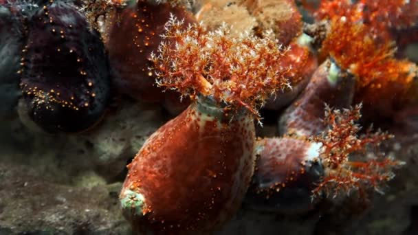 Anemonen am Korallenriff unter Wasser Artenvielfalt — Stockvideo