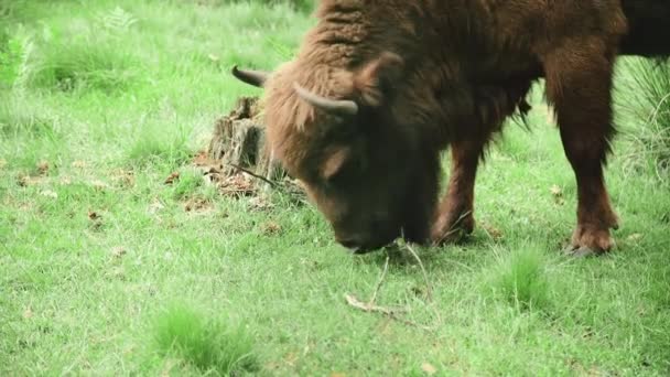 Bisonte está pastando en el bosque en la vida silvestre — Vídeo de stock