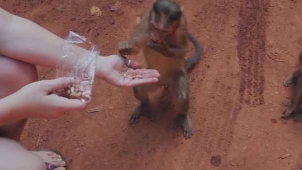 Умная обезьяна выхватывает еду из рук девочек — стоковое видео