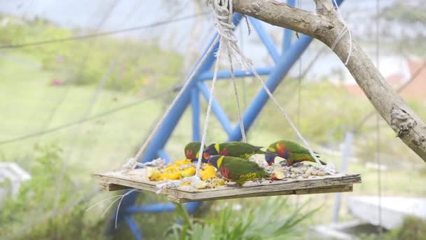 Uccelli esotici colorati mangiano frutta e mais nel parco — Video Stock