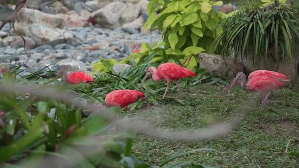 Aves rosa exóticas encontrar comida na grama da floresta tropical — Vídeo de Stock