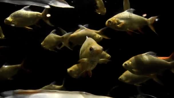 Golden carps and white catfishes swimming around in underwater — Stock Video