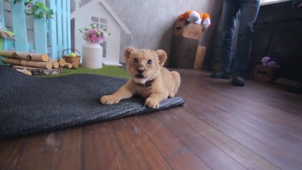 Pequeño león jugando y afilando sus garras y dientes — Vídeos de Stock