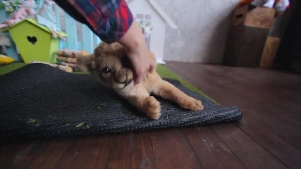 Pequeño león juega con la mano de las mujeres — Vídeos de Stock