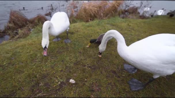 Man voedt zwanen en wilde eenden uit zijn handen bij het meer — Stockvideo