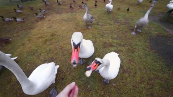 Hombre alimenta cisnes y patos salvajes de sus manos cerca del lago — Vídeo de stock