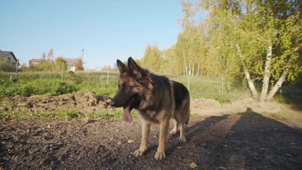 Anjing gembala terletak di matahari anjing gembala luar ruangan — Stok Video