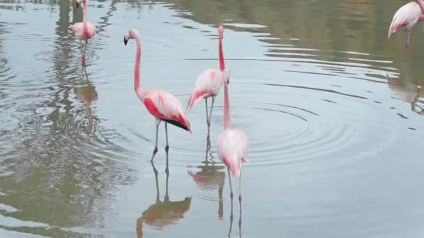 Рожеві фламінго стоять у воді на довгих ногах — стокове відео