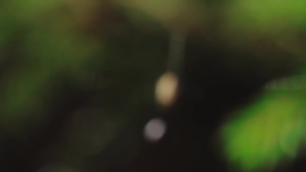 Pequeña araña en el centro de su red en el bosque — Vídeos de Stock