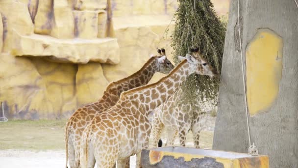 Pair of giraffes eat green branches at the zoo — Stock Video