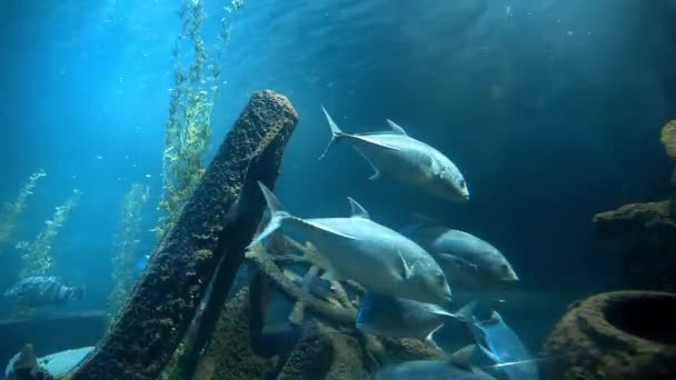 Thunfische schwimmen in blauem Wasser in der Nähe der alten Schiffswracks — Stockvideo