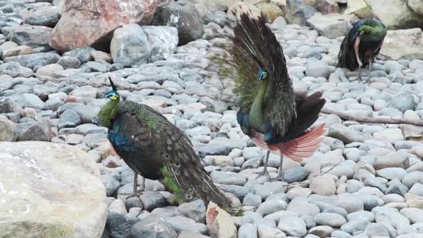 Deux paons dans la saison des amours oiseaux exotiques — Video