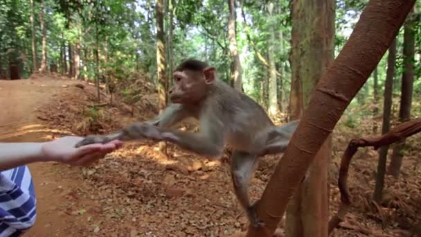 Jong meisje is het voeden van de apen in jungle — Stockvideo