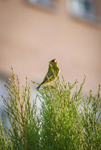 Chloris Chloris Στην Ελευθερία Φυσικό Και Άγριο Περιβάλλον — Φωτογραφία Αρχείου