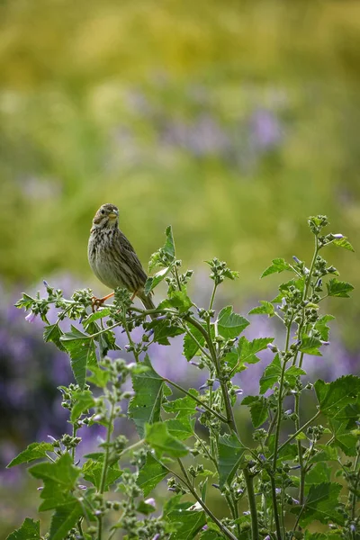 (Emberiza calandra) bird in freedom, in natural and wild environment