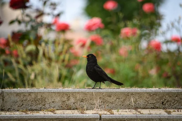 (Turdus merula) Özgürlükte, doğal ve vahşi çevrede karatavuk