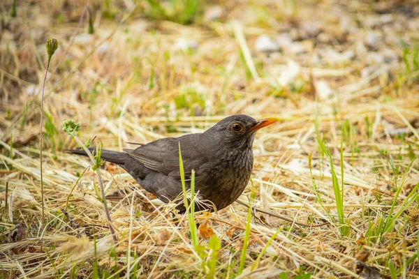 (Turdus merula) Özgürlükte, doğal ve vahşi çevrede karatavuk