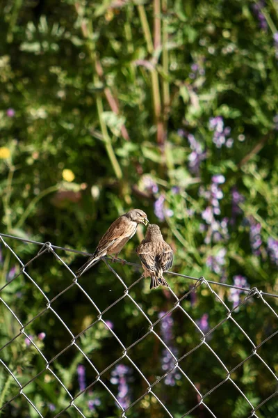 Passer Domesticus Pardal Liberdade Ambiente Natural Selvagem — Fotografia de Stock