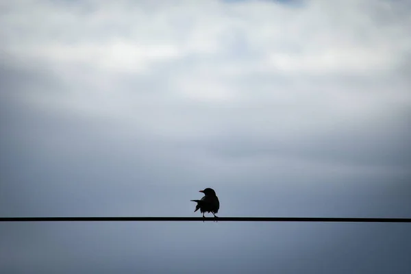 Sturnus Vulgaris Estorninho Liberdade Ambiente Natural Selvagem — Fotografia de Stock