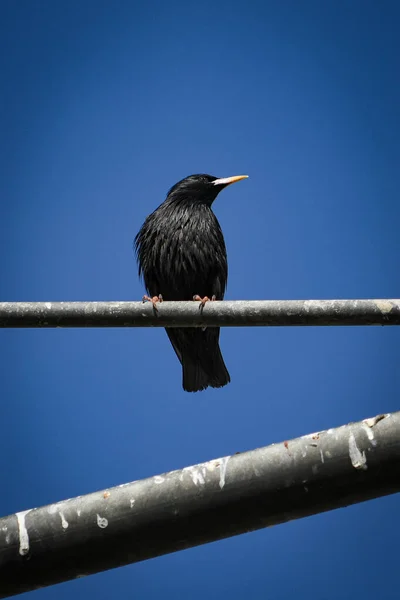 Sturnus Vulgaris Estornino Libertad Medio Natural Salvaje — Foto de Stock