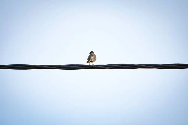 Özgürlükte Kuş Doğal Vahşi Ortamda — Stok fotoğraf