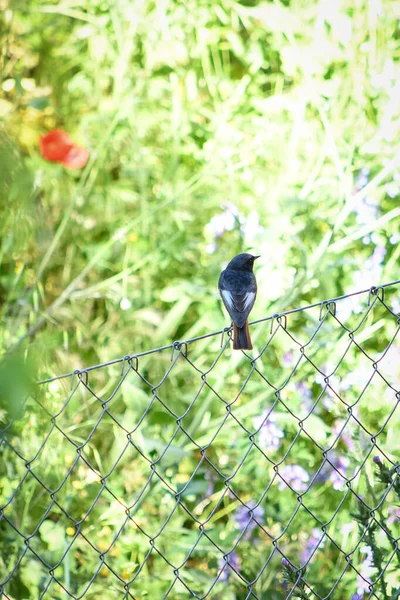 Phoenicurus Ochroros Μαύρο Redstart Στην Ελευθερία Φυσικό Και Άγριο Περιβάλλον — Φωτογραφία Αρχείου