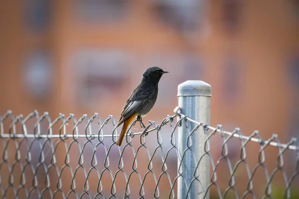 Phoenicurus Ochroros Μαύρο Redstart Στην Ελευθερία Φυσικό Και Άγριο Περιβάλλον — Φωτογραφία Αρχείου