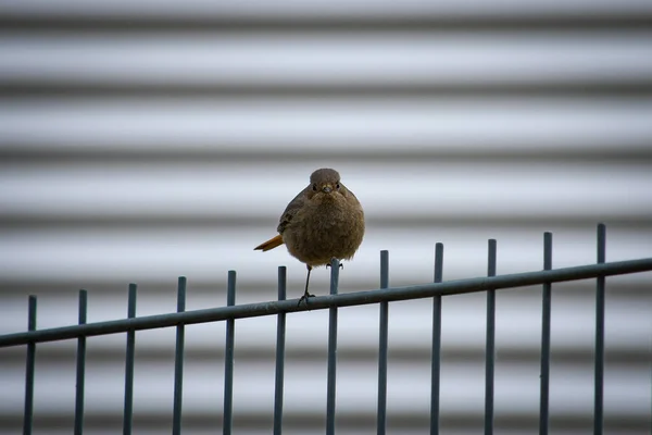 Phoenicurus Ochroros Μαύρο Redstart Στην Ελευθερία Φυσικό Και Άγριο Περιβάλλον — Φωτογραφία Αρχείου