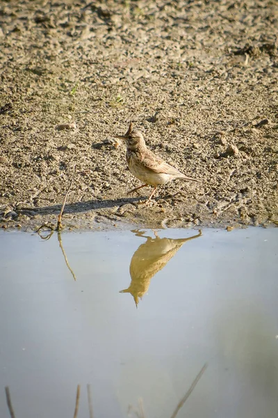 Galerida Cristata Bird Freedom Natural Wild Environment — Stock Photo, Image