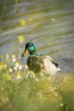 (Anas platyrhynchos) Özgürce ördek, doğal ve vahşi çevrede