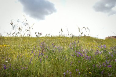 Bitki örtüsü desenli papatyalar, beyaz ve sarı çiçekler