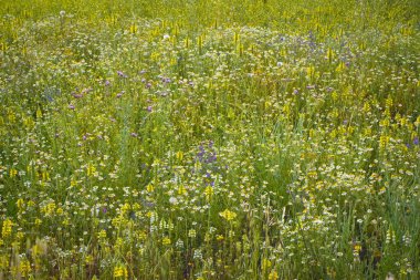 Bitki örtüsü desenli papatyalar, beyaz ve sarı çiçekler
